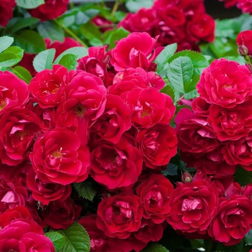 Krycia ruža MINIATÚRNA ČERVENÁ krásny koberec z kvetov SADENICE