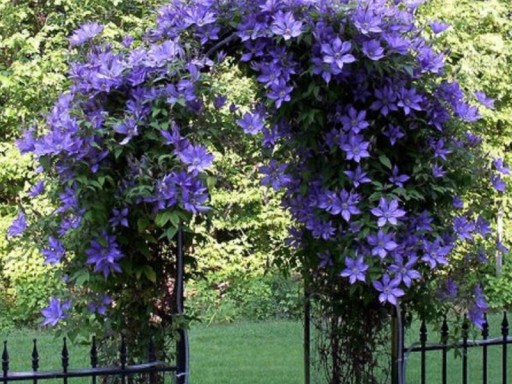 Clematis, plamienok DANIEL DERONDA - č. 1267