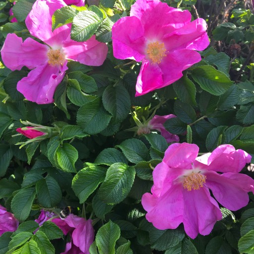 Vrásčitá ruža ROSA RUGOSA Ružová Na zľavy Na zaváraniny Sadenice C2