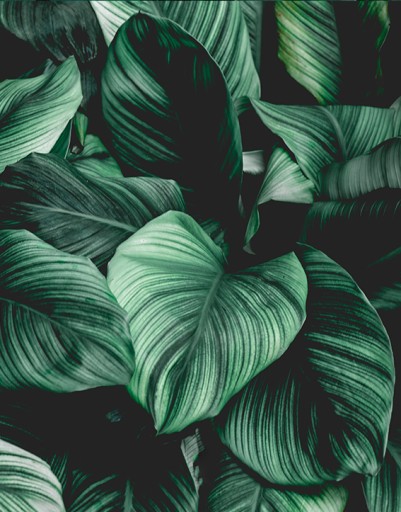 Флізелінові шпалери 200см х 2,54м