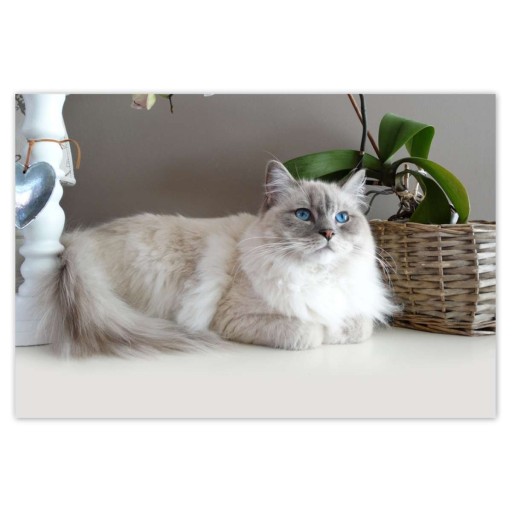 Naklejki 200x135 Kot rasy Ragdoll 13391988804 - Allegro.pl