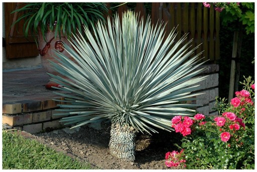 Mrazuvzdorná Jukka Rostrata (Yucca rostrata) do - 20 C semená 3 ks