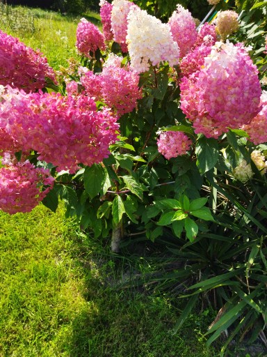 Hortensja Bukietowa &amp;quot;Vanille Fraise&amp;quot; • Cena, Opinie • Drzewa i krzewy ...