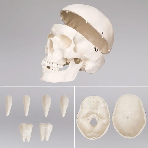 «Anatomical model of the human skeleton» - VseMarket.net | Price, reviews, sale