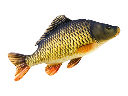 Poduszka maskotka pluszak Gaby ryba karp pełnołuski gigant 100 cm