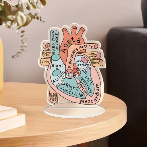 Anatomicznie Znak Modelu Serca Anatomicznie Model 2D Materiał Nauczania