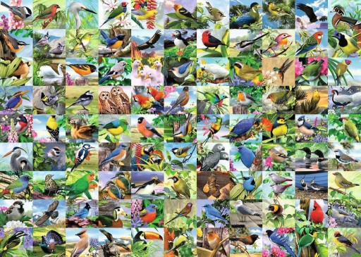 Puzzle 300 99 zachwycających ptaków