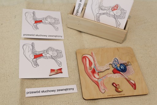 Karty trójdzielne - budowa UCHA Montessori Ucho