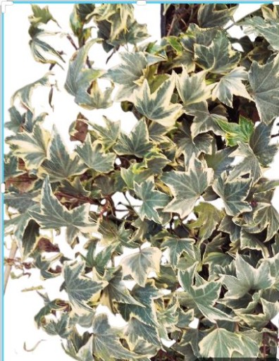 Zdjęcie oferty: hedera helix dwubarwna duża doniczka 0,5-1l