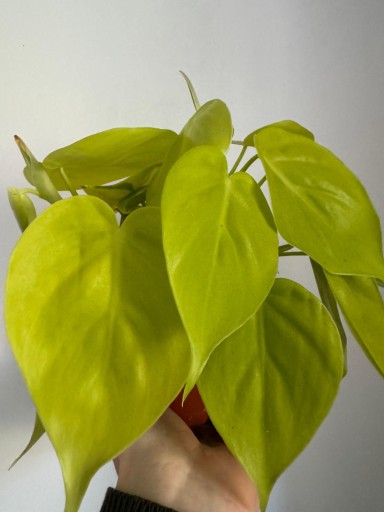 Zdjęcie oferty: Filodendron 'Micans Lime' philodendron scandens P12 !!