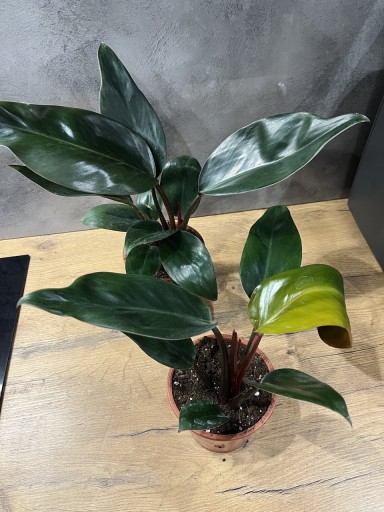 Zdjęcie oferty: Filodendron Rojo Congo. Philodendron