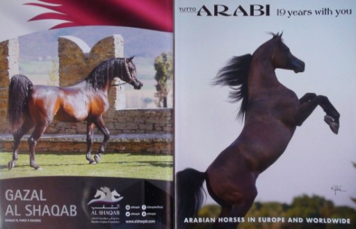 Zdjęcie oferty: TUTTO ARABI nr 2/2017, GAZAL Al Shaqab, Marajj