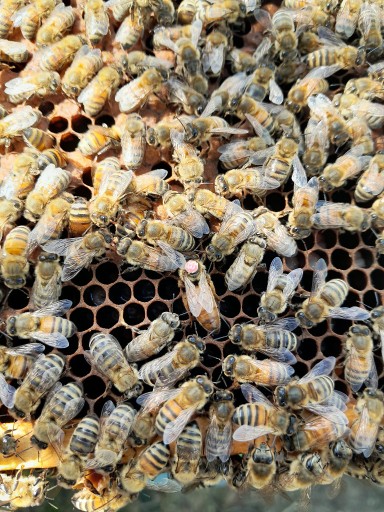 Zdjęcie oferty: Rodziny pszczele- przezimowane- ramka wielkopolska