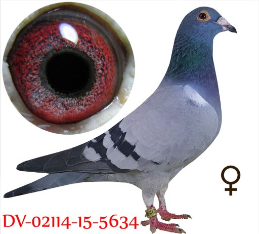 Zdjęcie oferty: Samica Oryg. Team Schlief Stiens Sprint 