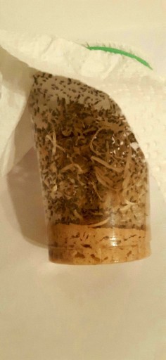 Zdjęcie oferty: Muszki Owocówki Drosophila Hydei 0,5l pojemnik 