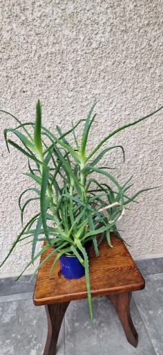 Zdjęcie oferty: Aloes drzewiasty