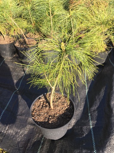 Zdjęcie oferty: Pinus wallichiana sosna himalajska PRODUCENT