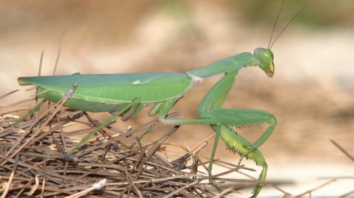 Zdjęcie oferty: Modliszka sphodromantis viridis