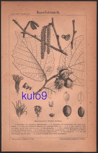 Zdjęcie oferty: DRZEWA LESZCZYNA litografia z 1874 roku ORYGINAŁ