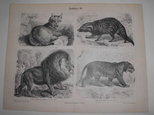 Zdjęcie oferty: Zwierzęta II  duże,  oryginalne XIX w. grafiki