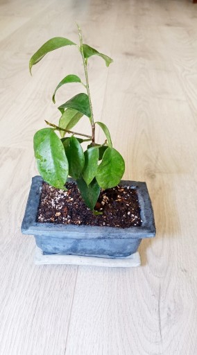 Zdjęcie oferty: Fikus retusa drzewko bonsai