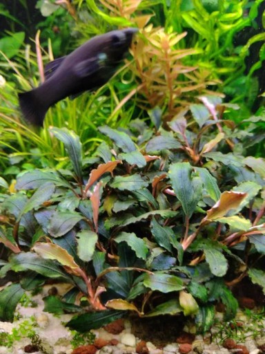 Zdjęcie oferty: Bucephalandra deep purple