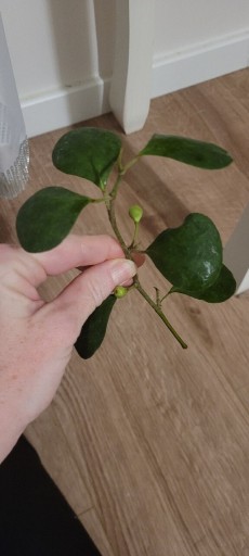 Zdjęcie oferty: Ficus deltoidea cięty 