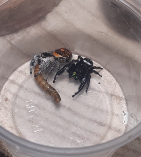 Zdjęcie oferty: Skakun królewski L4/ L5 phidippus regius SOROA x2