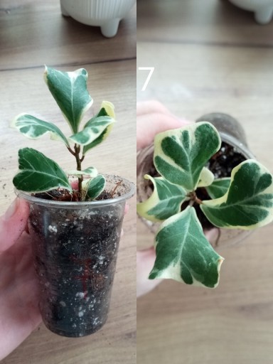 Zdjęcie oferty: Ficus triangularis sweetheart 