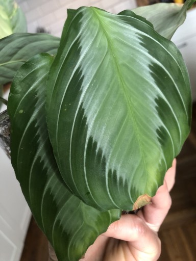 Zdjęcie oferty: Maranta Silver maranta