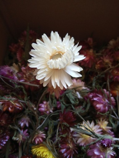 Zdjęcie oferty: Suszone kwiaty nieśmiertelnik, kocanka 15 sztuk
