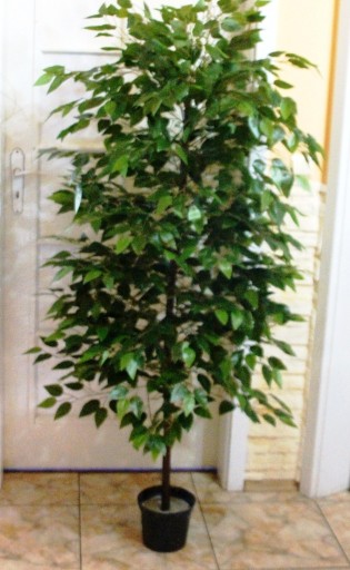 Zdjęcie oferty: Drzewko sztuczne fikus - beniaminek 180 cm