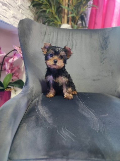 Zdjęcie oferty: Yorkshire terrier 