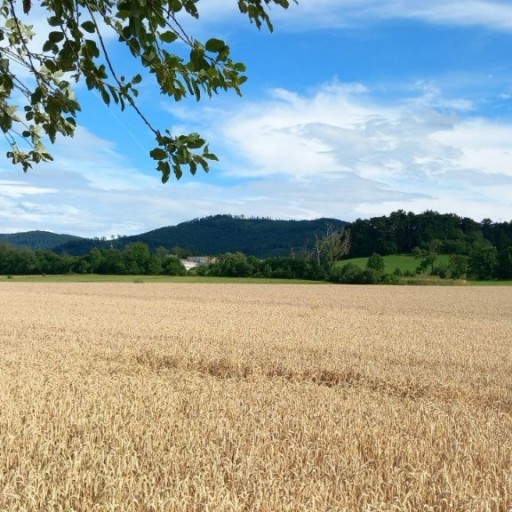 Zdjęcie oferty:  Mąka na chleb. Ziarno z Rolnictwa BIODYNAMICZNEGO