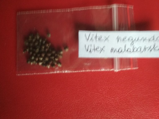 Zdjęcie oferty: vitex negundo malabarski roslina lecznicza nasiona