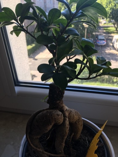 Zdjęcie oferty: Oswojone Bonsai (Fikus Ginseng)