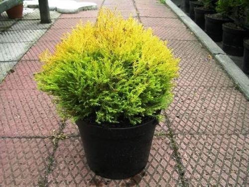 Zdjęcie oferty: Tuja tuja Rheingold naturalne Bonsai  Donica. 