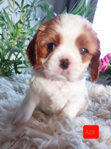 Zdjęcie oferty: Cavalier king charles spaniel 