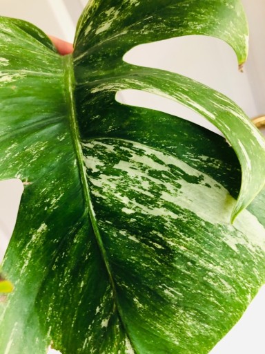 Zdjęcie oferty: Monstera Variegata Marmurkowa HIT Kolekcja!!!!!!