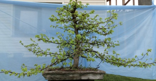 Zdjęcie oferty: bonsai