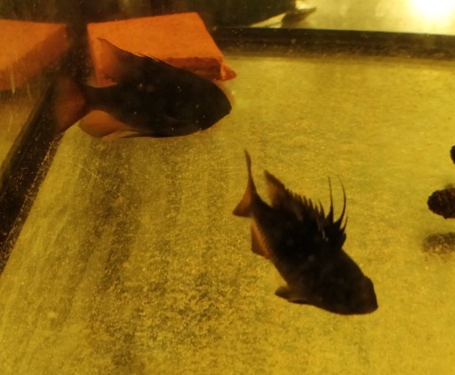 Zdjęcie oferty: Mikrogeophagus ramirezi  --  black