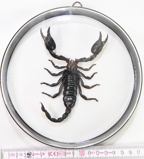 Zdjęcie oferty: Gablotka 4HTLA7 z skorpionem Heterometrus laoticus