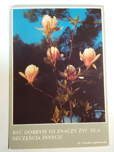 Zdjęcie oferty: Kwiaty rośliny magnolia Siostry Urszulanki Pniewy
