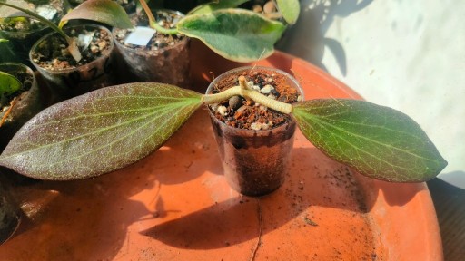 Zdjęcie oferty: Hoya nicholsoniae cinnamon candy mega kolor 