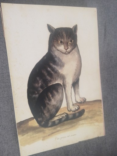 Zdjęcie oferty: Koty - Zwierzęta  reprint XIX w. grafik do aranżacji wnętrza