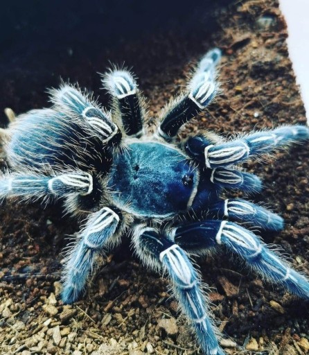 Zdjęcie oferty: Aphonopelma seemanni Blue L3/4