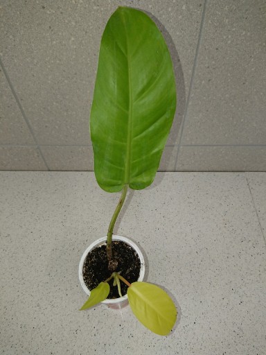 Zdjęcie oferty: Filodendron Philidendron Malaya Gold