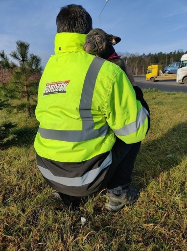 Zdjęcie oferty: LICENCJONOWANY TRANSPORT ZWIERZAT IRLANDIA POLSKA 