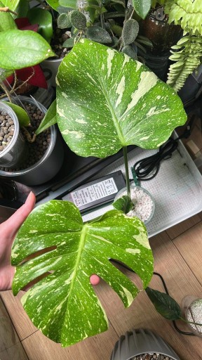 Zdjęcie oferty: Monstera Thai Constellation UKOREZNIONA