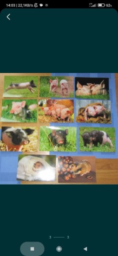 Zdjęcie oferty: Kartki pocztowe że świnkami - 11 szt. 